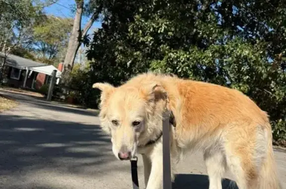 Lost Dog Abby: SC to ME Rescue Van Escape