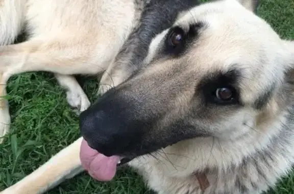 Lost Dog: Orange/Brown Collar, NC Area - photo