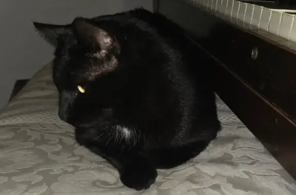 Missing: Beloved Black Kitty in Phoenix