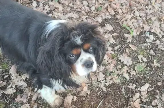 Animaux trouvés , photo: Chien noir et blanc trouvé à Savignac