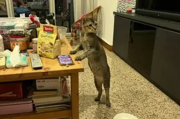 Lost Tabby: Help Find Our Cat at Wildlings