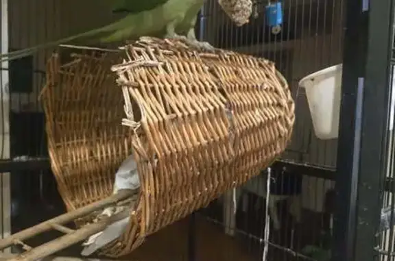 Lost Alexandrine Parrot: Gentle, No Ring