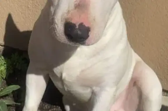 Missing dog Cape Town, photo: Lost White Bull Terrier: 'Ice' in Cape Town