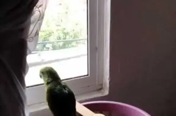 Animales perdidos Ciudad Nezahualcoyotl, foto: Loro Perdido: Plumas Amarillas y Sin Uña