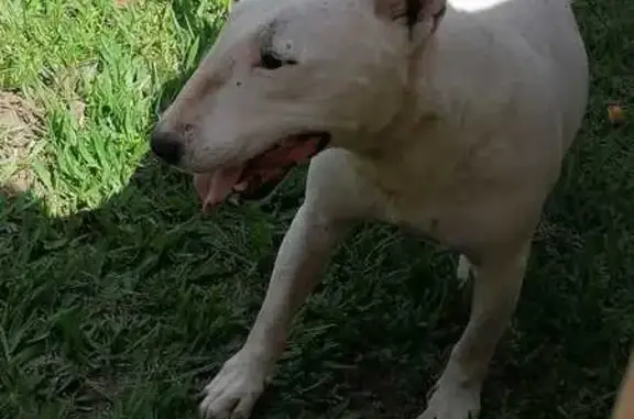 Found: Friendly White Bull Ter...