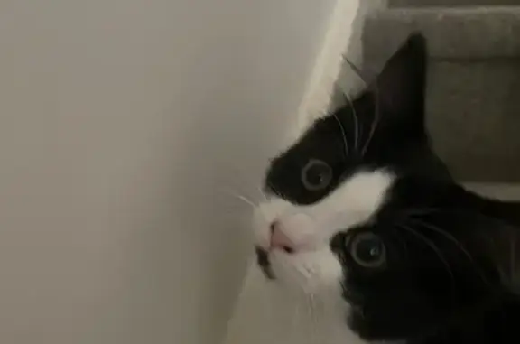 Lost Kitten: Black & White, East Terrace