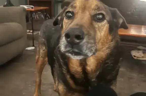 Lost German Shepherd Mix in Mesa - photo