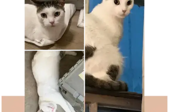 Lost Cat: Help Find Snot in Florida! - photo