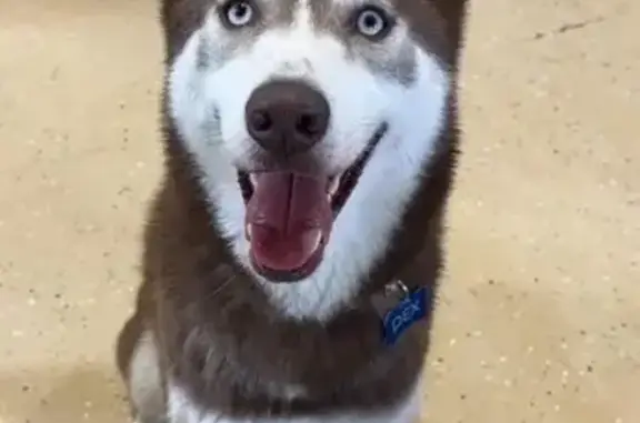 Missing dog Michigan Center, photo: Lost Siberian Husky in Novi - Call Now!