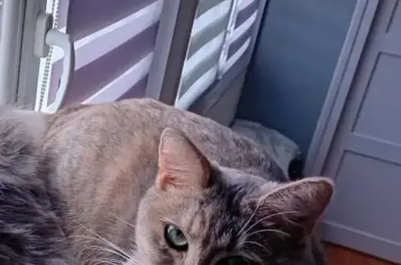 Chat perdu, Ézy-sur-Eure, photo: Chatte beige perdue à Ézy-sur-Eure