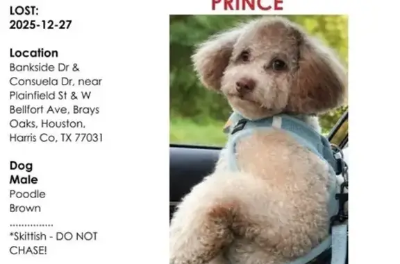 Lost Energetic Dog in Houston Area