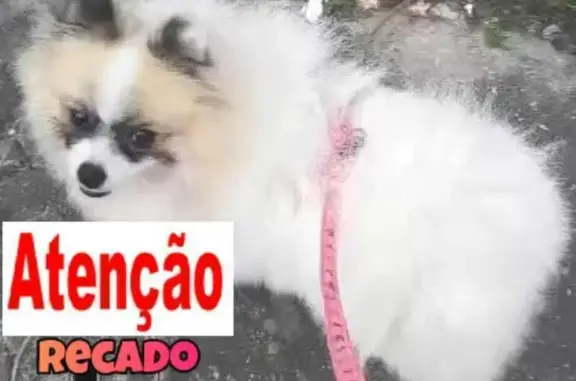 cachorro desaparecida