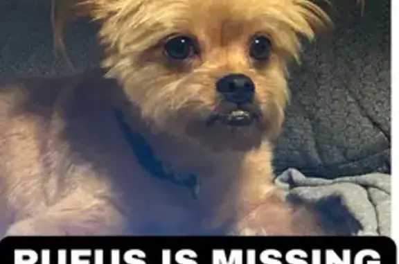 Lost Dog in Bon Air: NYE Fireworks Scare - photo