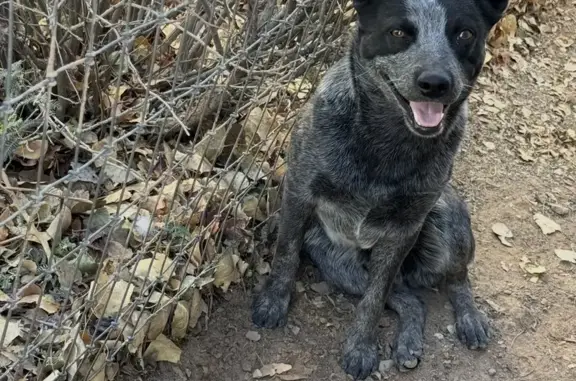 Lost Heeler: No Tail, White Head Spot