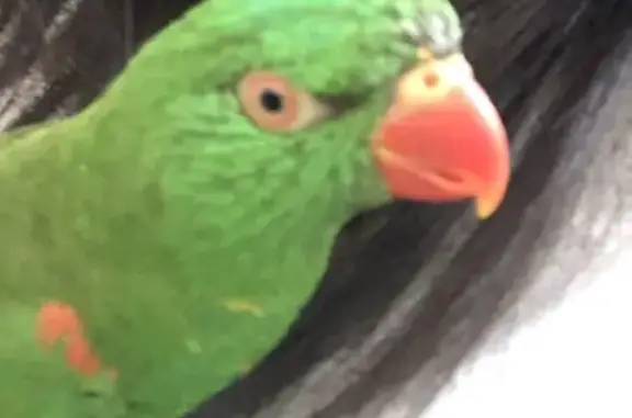 Lost Green Parrot with Unique Markings