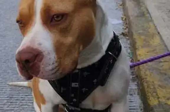 Animales perdidos , foto: Perro Perdido en San Francisco Coacalco