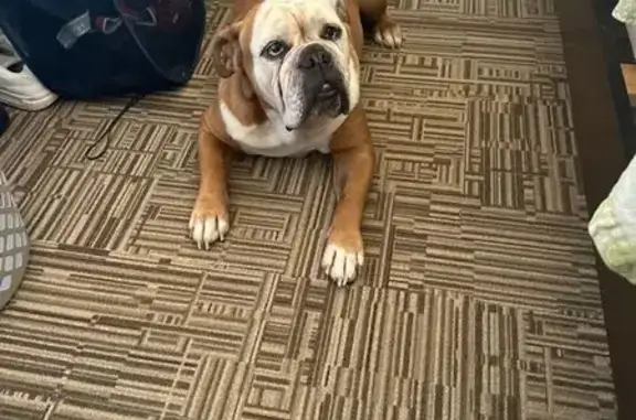Lost Tan & White Bulldog in Kailua, HI