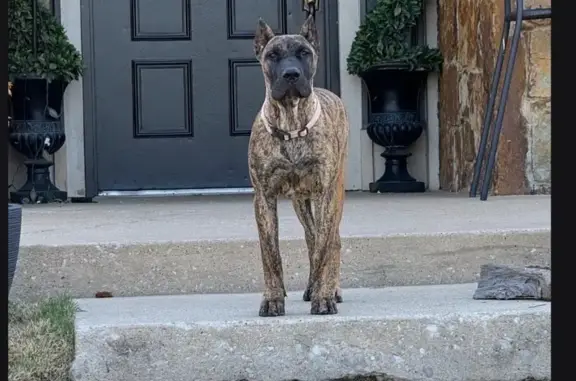 Lost: Orange Brindle Dog in OKC Area