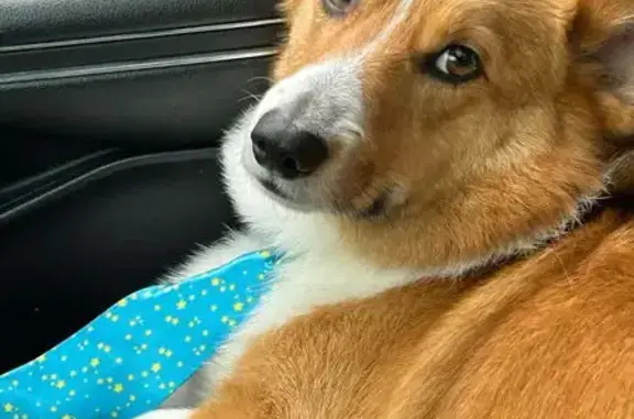 Lost Corgi Bradley: Missing in Wadsworth, OH