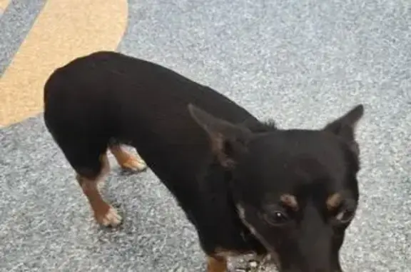 Found dog , photo: Found: Black & Tan Chihuahua in Adelaide