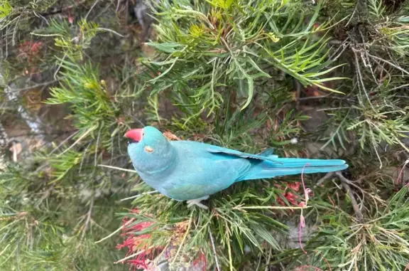 Lost Indian Ringneck: Answers to 'Blue'