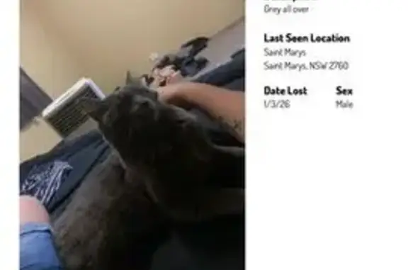 URGENT: Lost Grey Cat in St Marys - $200!