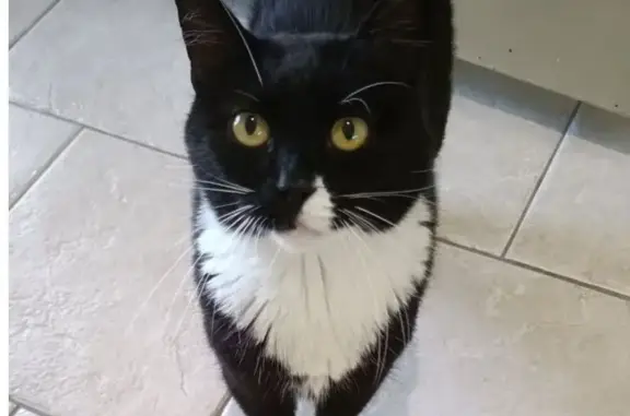 Lost: Black & White Tuxedo Cat in Yokine
