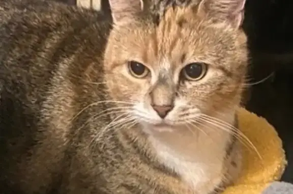 Lost pets , photo: Lost Tortoiseshell Tabby in Melbourne