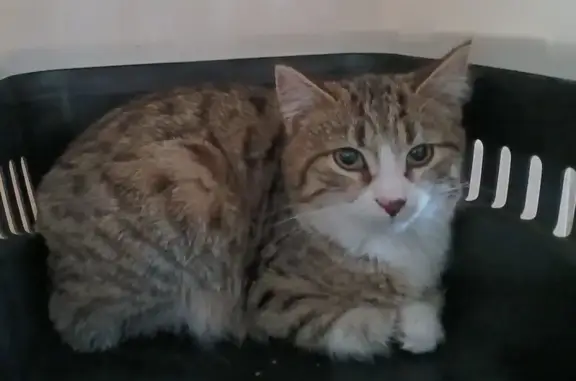 Chat perdu, Saint-Pardoux-Isaac, photo: Chaton tigré perdu, Saint-Pardoux-Isaac