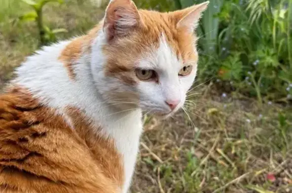 Chat perdu, , photo: Chat roux Twix perdu à Bosmie-l'Aiguille
