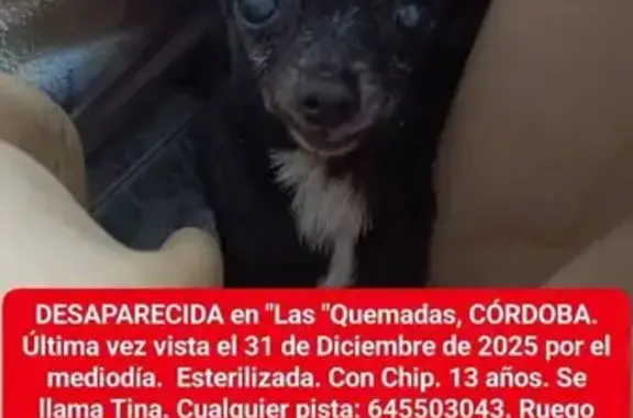 ¡Ayuda! Perdida Chihuahua Negr...