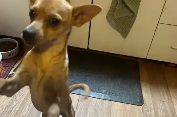 Lost and found pets Tucson, photo: Lost Dog: Light Tan, No Collar, Tucson