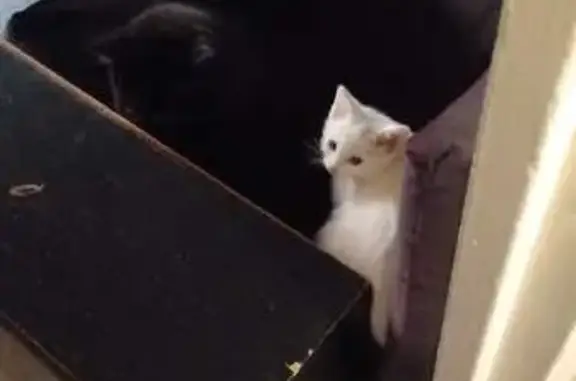 Chat perdu, Persan, photo: Chat perdu, joueur et câlin à Persan