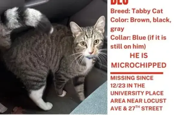 Missing Tabby: Green Eyes & Raccoon Tail