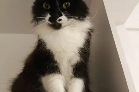 Gato desaparecido Fêmea (brl002099) - photo