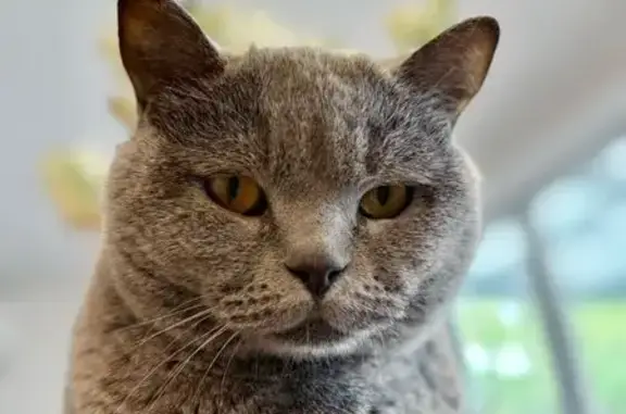 Help Find Chichi: Missing Grey Cat in Marden