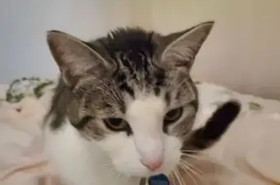 Lost Cat: Dusty with Pink Nose & Stripes