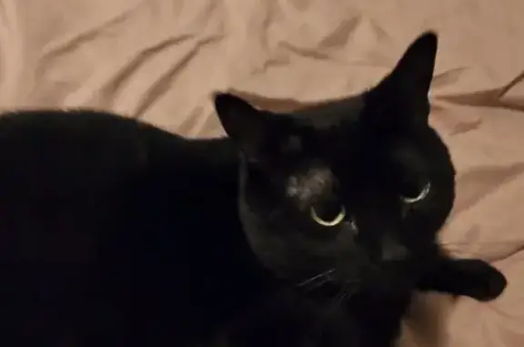 Lost Cat: Chubby, Jet Black in Conway - photo