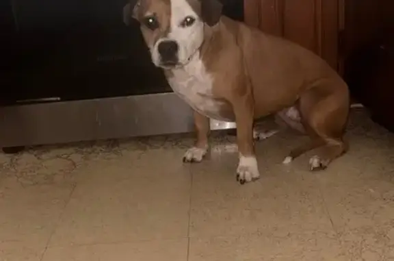 Missing dog Chattanooga, photo: Lost Sweet Dog: Help Us Find Her!