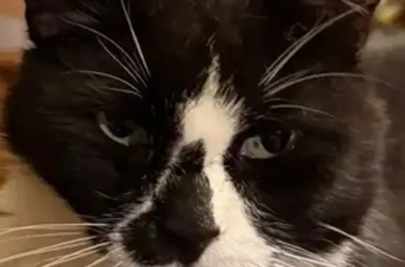 Missing cat , photo: Lost Tuxedo Cat in Eunice, LA - Help!