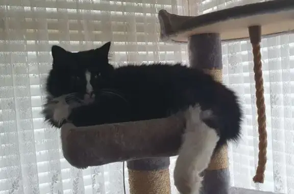 Help Find Mando: Lost Tuxedo Cat in Penrith