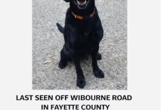 Missing dog Oakland, photo: Lost Black Lab: Seen Near McFadden Rd