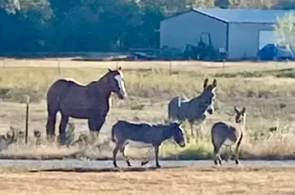 Help Find Missing Mini Donkeys in Ardmore