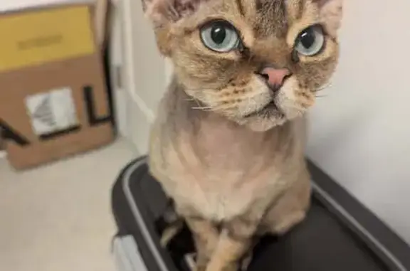 Lost Devon Rex: Brown Fur, Blue/Green Eyes