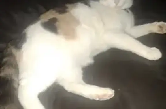 Help Find Kali: Lost Calico Cat in SLC