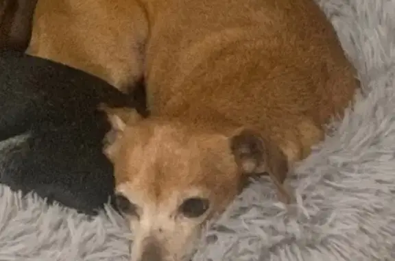 Lost Tan/Brown Dog: Help Find Her!