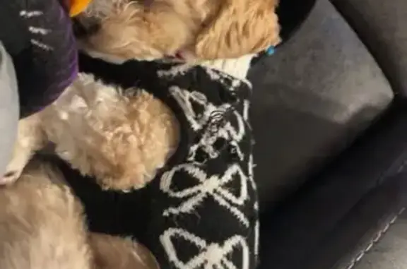 Lost: Lucy the Poodle in Pink Sweater