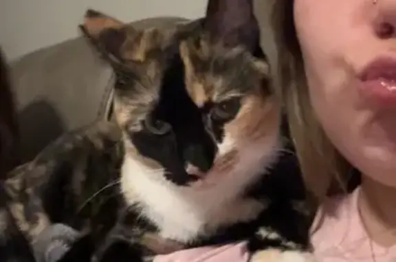 Lost Skittish Calico Cat in Gilbert, AZ - photo