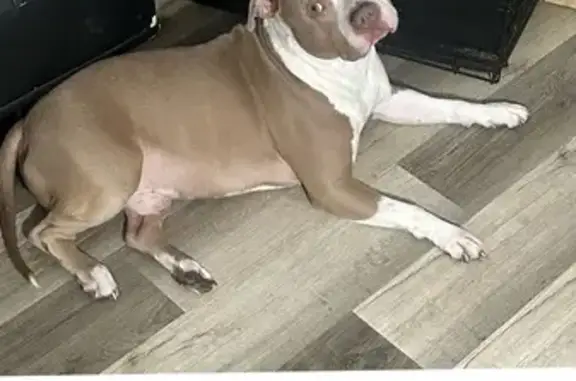 Missing dog Jacksonville, photo: Lost Sweetheart Pitbull in Jacksonville