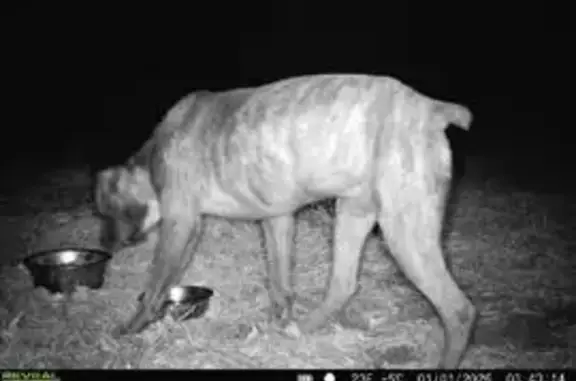 Lost Brindle Boxer on Suber Mill Rd, Greer